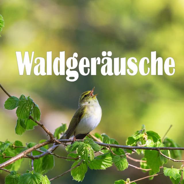 Waldgeräusche