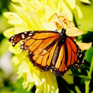 Brown Noise Dreams - Relaxing Sounds Of Nature