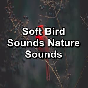 Soft Bird Sounds Nature Sounds - Nature Bird Sounds