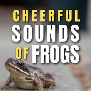 Cheerful Sounds of Frogs - Frog Sounds