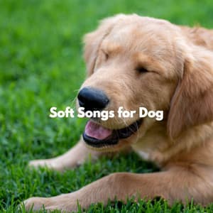 Soft Songs for Dog - Cafe Restaurant Music