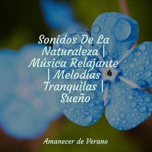 Sonidos De La Naturaleza | Música Relajante | Melodías Tranquilas | Sueño - Musica para Dormir 101