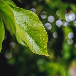 01 Weather Songs: Morning Dew - 24H Rain Sounds