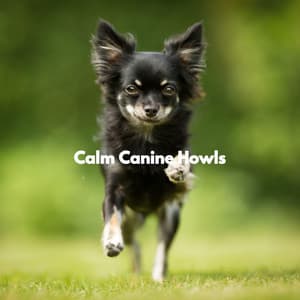 Calm Canine Howls - Calming Dog Jazz