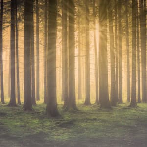 Wandering in the Mist - Woodland Friends