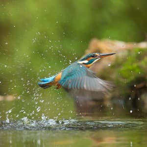 Birds Singing, Exotic Bird Sounds and Rain Sounds with Bird Noises - Bird Sound Collectors