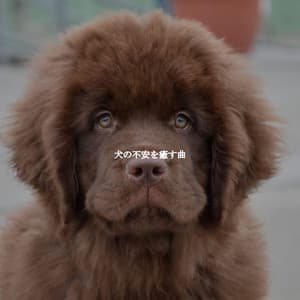 犬の不安を癒す曲 - Reading Background Music