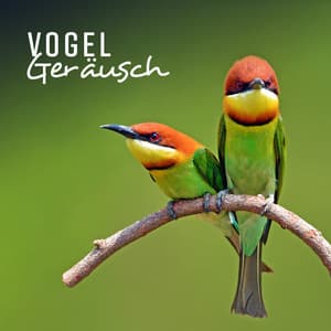 Vogel Geräusch - Tiefenentspannung Oase
