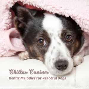 Chillax Canines: Gentle Melodies for Peaceful Dogs - Melodycloud