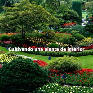 Cultivando una planta de interior - Easy Listening Dinner & Jazz