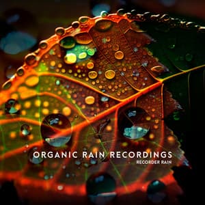Organic Rain Recordings - Recorder Rain