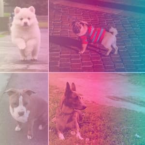 Mellow Music for Self Care for Dogs - Latin Music - Music for Dogs Radio