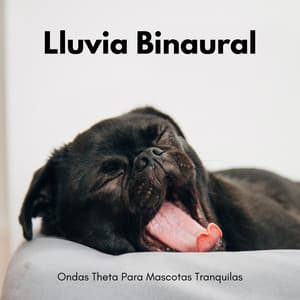 Lluvia Binaural: Ondas Theta Para Mascotas Tranquilas - Sistemas Binaurales