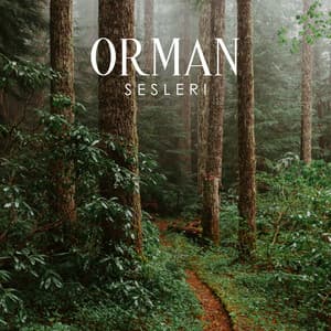 Orman Sesleri: Kuşların, Yağmurun ve Derelerin Güzel Şarkıları - Zen Soothing Sounds of Nature