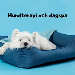 Hundterapi och dagspa - Slappna av och lugna ner din hund, stressavlastning, 432 Hz läkande ljudbad för hundar i djursalongen - Dogotherapy