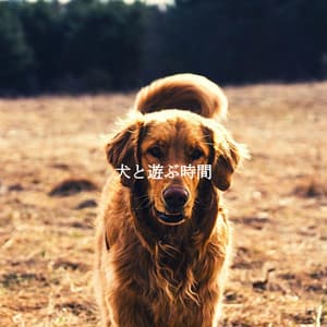 犬と遊ぶ時間 - Good Mood Jazz