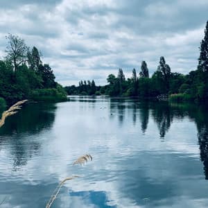 Waste the Week  | Resting Under the Trees - Nature Sounds