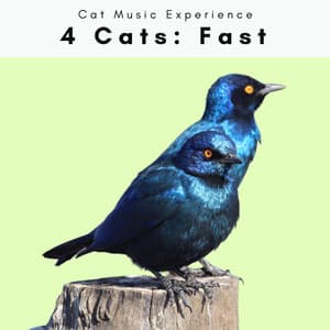 4 Cats: Fast - Cat Music Experience