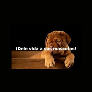 ¡Dele vida a sus mascotas! - Desayuno Jazz Playlist