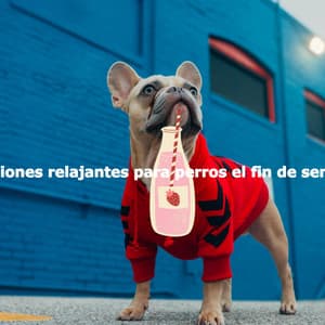 Canciones relajantes para perros el fin de semana - Kaffeehaus Jazz