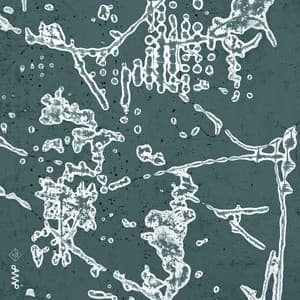 Our Groove Your Move - Jacob Roved