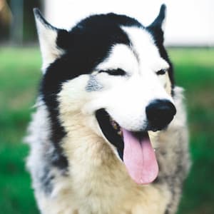 Music for Dreamy Doggy - Calma Música para Perros