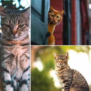 Echoes of Chilly Cats - Calm Music for Cats