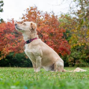 Furry Harmony: Dogs Find Peace in Ambient Nature - Music of Nature