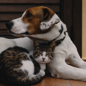 Pet Parade: Piano Tones for Comfort - Raining for Calm Pets