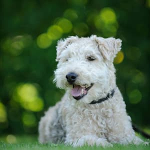 Raindrop Woofs: Piano's Dog Serenity Sessions - Pinetree Way