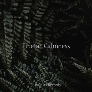 Tibetan Calmness - Study Hard