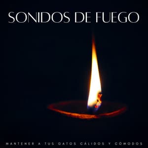 Sonidos De Fuego: Mantener A Tus Gatos Cálidos Y Cómodos - Maestro de muestras de chimenea
