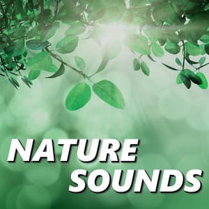 Nature Sounds - Relaxing Sounds Of Nature