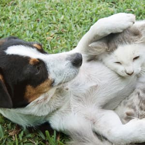 Nature's Pawfect Chill: Serene Sounds for Pets - Nature Radiance