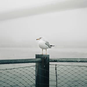 10 AM Waterfronts: Unfolded Resonance - Nature Sound Collection