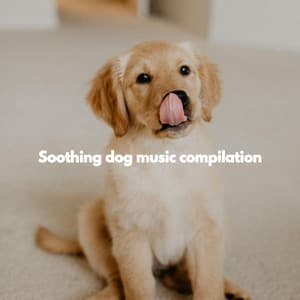 Soothing dog music compilation - Smooth Jazz Chill Out Playlist