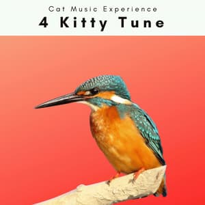 4 Kitty Tune - Cat Music Experience