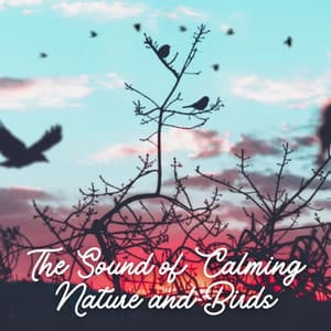 The Sound of Calming Nature and Birds - NatuREM