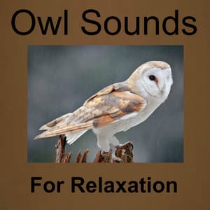 Owl Sounds for Relaxation - Owl Sounds Recordings