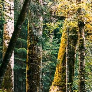 50 Rhythmic Storms: Forest Canopy Rainfall - Meditation Rain Sounds