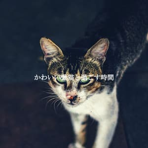 かわいい愛猫と過ごす時間 - Smooth Jazz New York