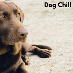 Dog Chill - Hundemusikk