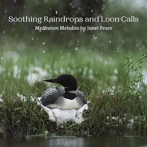 Soothing Raindrops and Loon Calls: Meditation Melodies for Inner Peace - Rain Rec.