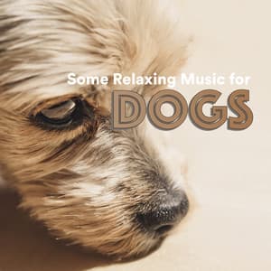 Some Relaxing Music for Dogs - Some Dog Music
