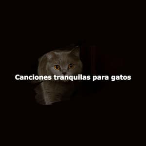 Canciones tranquilas para gatos - Suave Jazz Soundtracks
