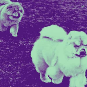 Music for Cooling Off Pups - Dog Relaxation Music