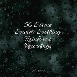 50 Serene Sounds: Soothing Rainforest Recordings - Life Sounds Nature