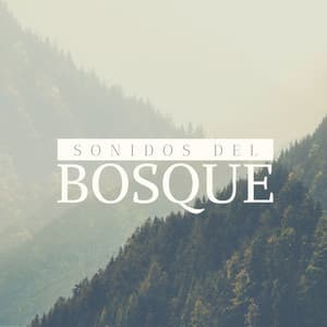 Sonidos del Bosque: Música de la Naturaleza de Alta Cualidad son Sonidos de Agua y Pájaros - Serenidad y Armonía