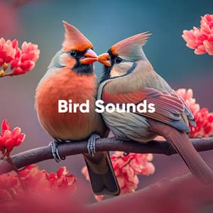 Bird Sounds: Clean and Clear with No Background Noise - Bird Sound Collectors