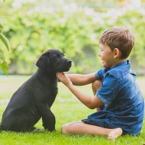 River Theta Waves Retreat for Pet Calmness - Sounds River